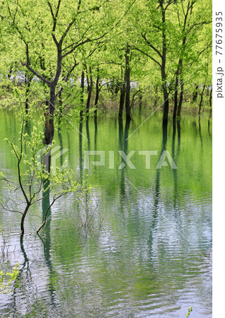 白川湖の水没林（山形県・飯豊町） 77675935