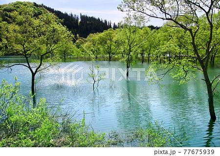 白川湖の水没林（山形県・飯豊町） 77675939