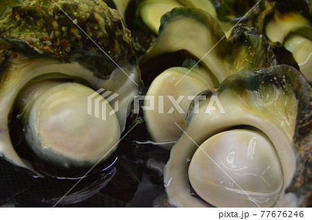 ヤコウガイ（第一牧志公設市場／沖縄県那覇市） 77676246