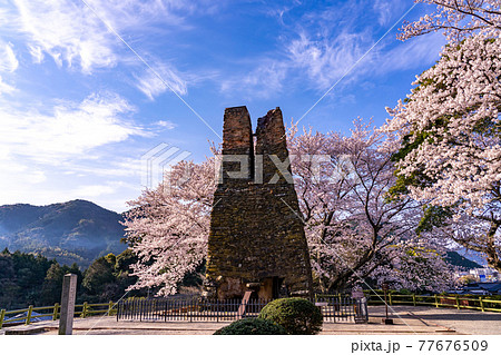 山口県萩市　満開の桜をバックの萩反射炉 77676509