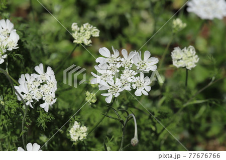 春の庭に咲くオルレアホワイトレースの白い花の写真素材