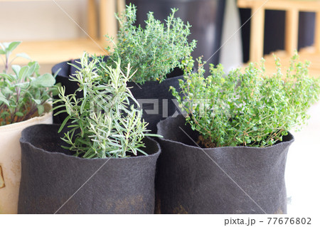 ハーブの鉢植え　ガーデニング 77676802