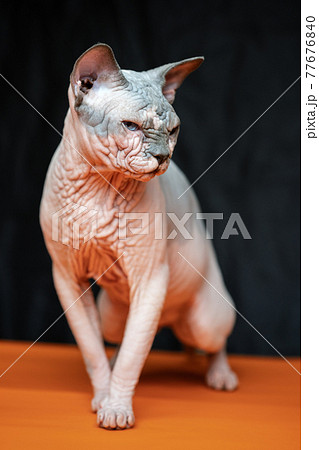 Portrait of Canadian Sphynx on black and orange background 77676840