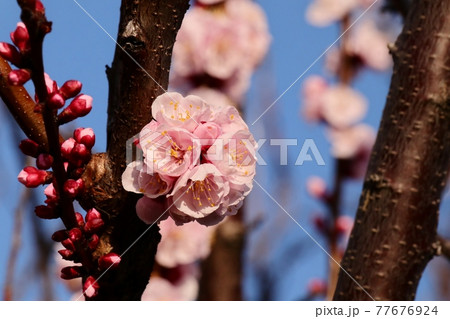 ♯アンズの花：杏子：春：木の花：土手：青空  77676924
