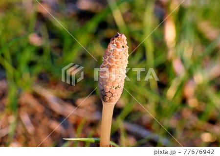 ♯つくし:土筆:土手:春の花:食材 ♯つくし:土筆:土手:春の花:食材 77676942