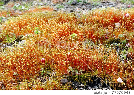 #春の野の草:コケ植物:ヒョウタンゴケ:山田池公園 #春の野の草:コケ植物:ヒョウタンゴケ:山田池公園 77676943