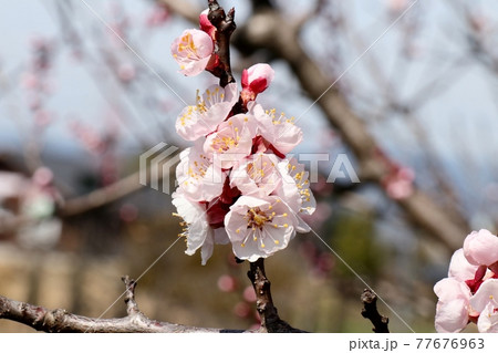 #春の木の花:満開のあんずの花:山田池公園:花木園 #春の木の花:満開のあんずの花:山田池公園:花木園 77676963