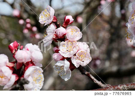 #春の木の花:満開のあんずの花:山田池公園:花木園 #春の木の花:満開のあんずの花:山田池公園:花木園 77676965
