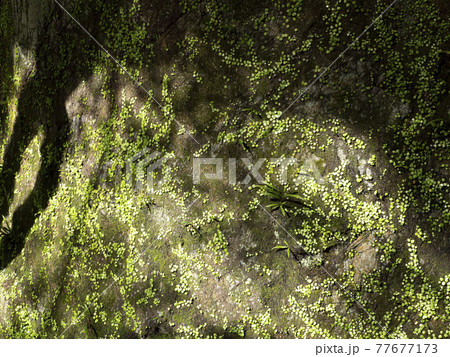 植物に覆われた石垣の風景 植物に覆われた石垣の風景 77677173
