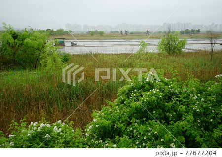 豪雨 河川 増収 77677204