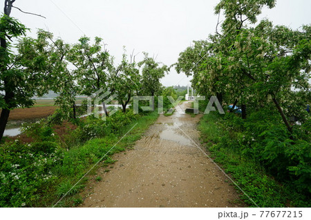豪雨 河川 増収 77677215