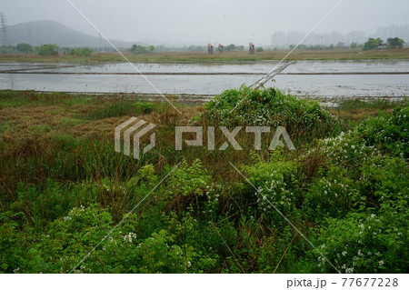 風景 災害 川 77677228