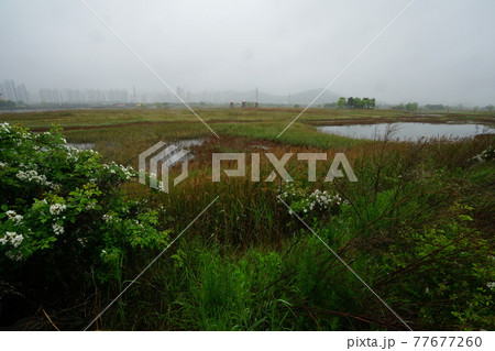 豪雨 河川 増収 77677260