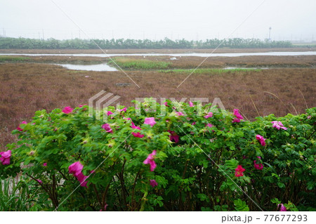 風景 川 河 77677293