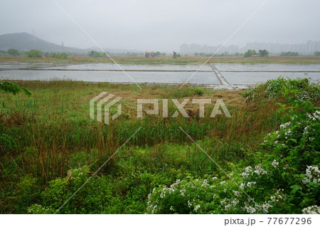 豪雨 河川 増収 77677296