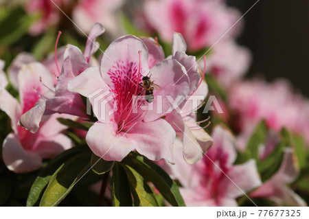 春の公園に咲く薄いピンク色のツツジの花の写真素材