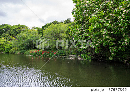 新緑が美しい水のある八景水谷公園 新緑が美しい水のある八景水谷公園 77677346