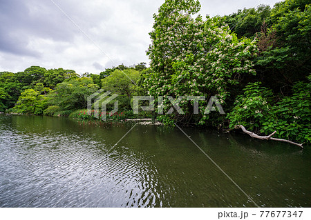 新緑が美しい水のある八景水谷公園 新緑が美しい水のある八景水谷公園 77677347