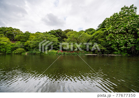 新緑が美しい水のある八景水谷公園 新緑が美しい水のある八景水谷公園 77677350