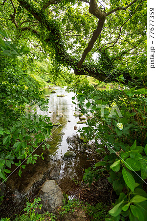 新緑が美しい水のある八景水谷公園 新緑が美しい水のある八景水谷公園 77677359
