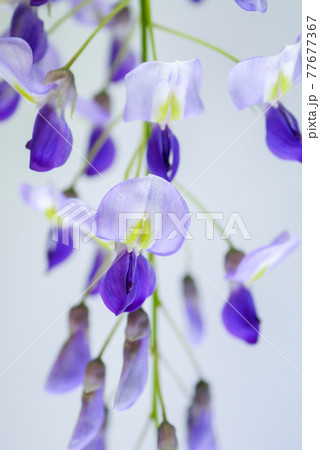フジの花(白背景)02 フジの花(白背景)02 77677367