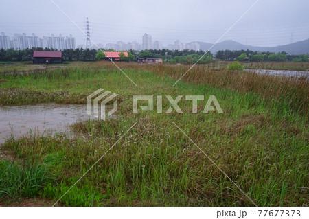 屋外 室外 自然 77677373