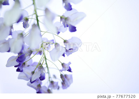 フジの花（逆光）06 77677520