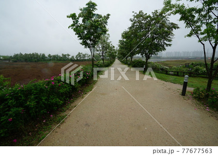 花 川 河 77677563