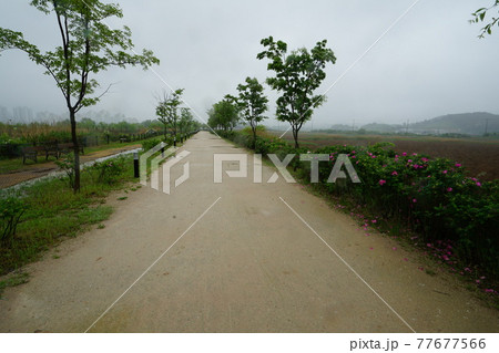 花 川 河 77677566