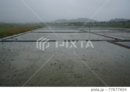 屋外 室外 景色 77677604