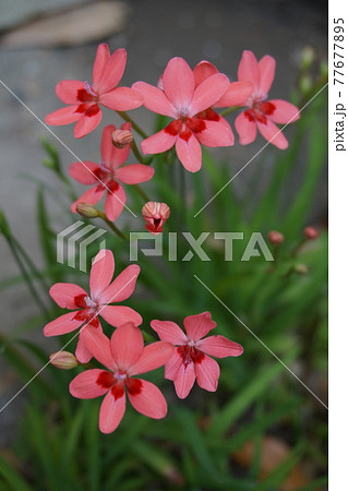 アヤメ アヤメ 77677895