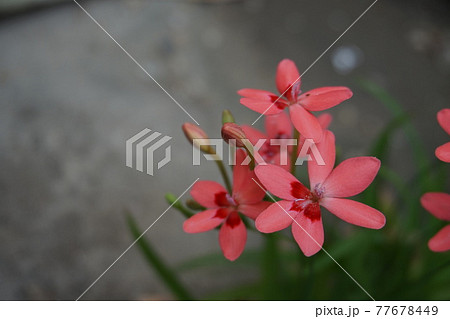 アヤメ アヤメ 77678449