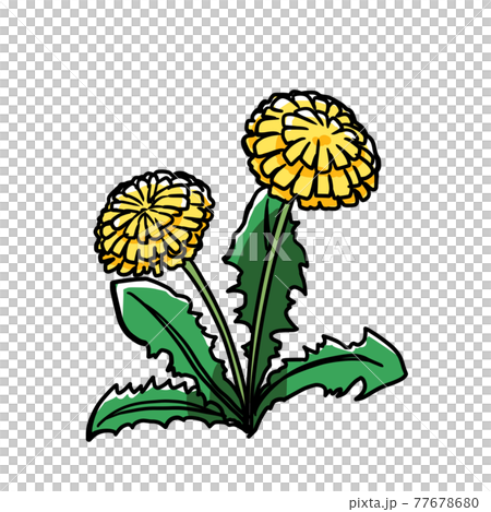 リアルなタンポポのイラストのイラスト素材