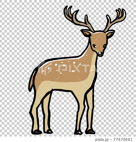 リアルな鹿のイラストのイラスト素材