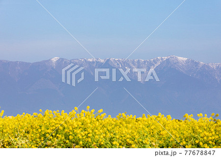 滋賀県守山市 第一なぎさ公園の菜の花と比良山の写真素材