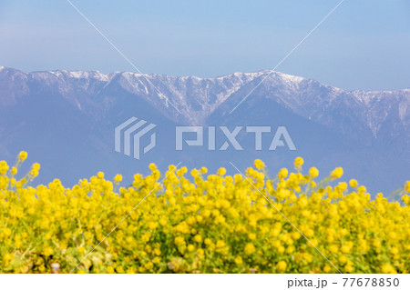 滋賀県守山市　第一なぎさ公園の菜の花と比良山 77678850