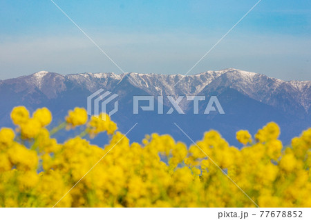 滋賀県守山市　第一なぎさ公園の菜の花と比良山 77678852