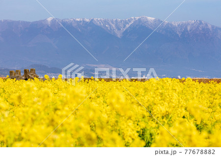 滋賀県守山市　第一なぎさ公園の菜の花と比良山 77678882