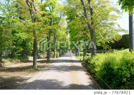 新緑の道、千葉県白井市 77678921