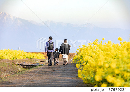 滋賀県守山市 第一なぎさ公園 菜の花と家族 滋賀県守山市 第一なぎさ公園 菜の花と家族 77679224