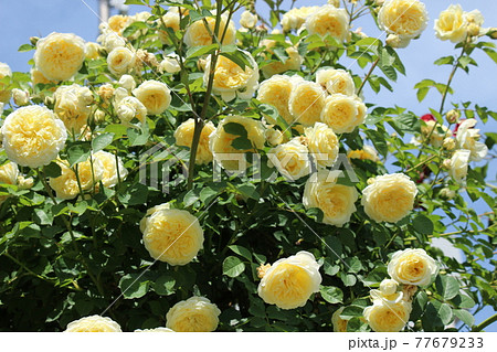 告白のバラ 白い薔薇 の写真素材 告白のバラ 白い薔薇 の写真素材
