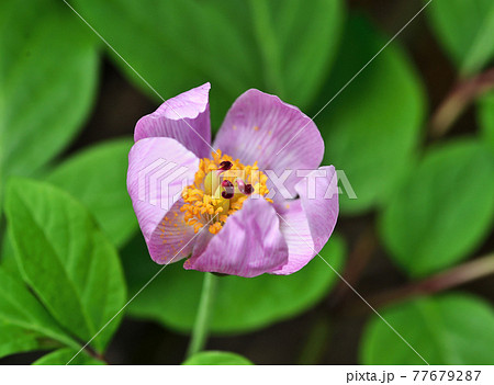 山芍約 山芍約 77679287