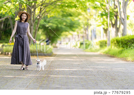 小型犬と一緒に散歩する若い女性 柏の葉公園 小型犬と一緒に散歩する若い女性 柏の葉公園 77679295