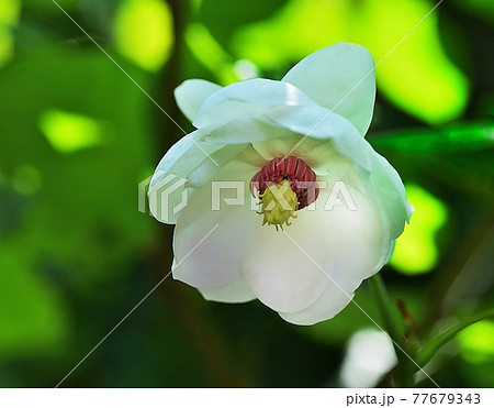 大山蓮華 大山蓮華 77679343