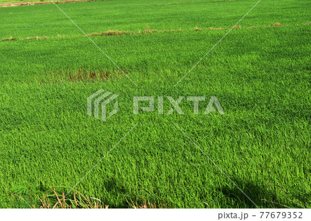 Green rice field crop , Agriculture in Thailand	 77679352
