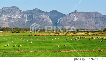 Green rice field crop with mountain and blue sky in background , Asian openbill stork birds at agriculture in Thailand Green rice field crop with mountain and blue sky in background , Asian openbill stork birds at agriculture in Thailand 77679353