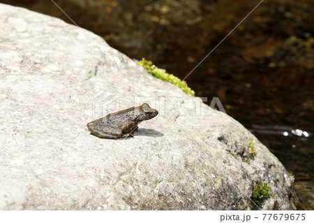 カジカガエル カジカガエル 77679675