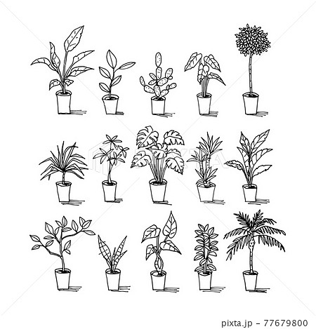 色々な観葉植物のイラストセット 77679800
