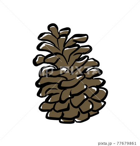 リアルなまつぼっくりのイラストのイラスト素材