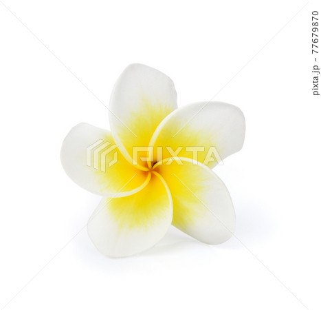 beautiful white plumeria rubra flower isolated on White background 77679870